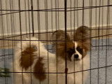 Chiots de race Épagneul Nain Continental Papillon à vendre (1 femelle & 1 mâle)