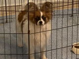 Chiots de race Épagneul Nain Continental Papillon à vendre (1 femelle & 1 mâle)