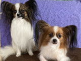 Chiots de race Épagneul Nain Continental Papillon à vendre (1 femelle & 1 mâle)