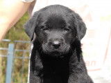 Magnifiques chiots Labrador LOF à vendre