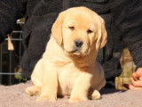 Magnifiques chiots Labrador LOF à vendre
