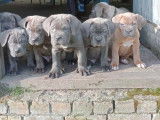 Adorable Cane Corso à vendre