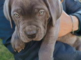 Adorable Cane Corso à vendre