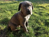 Adorable Cane Corso à vendre