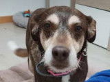 NEO, douce chienne senior à adopter