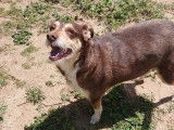 NEO, douce chienne senior à adopter