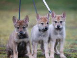 3 chiots Chiens-Loups Tchécoslovaques LOF femelles à réserver