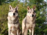 3 chiots Chiens-Loups Tchécoslovaques LOF femelles à réserver