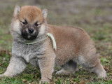2 chiots Shiba Inus LOF mâles à la vente