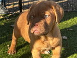 Chiot femelle Dogue de Bordeaux à vendre