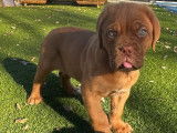 Chiot femelle Dogue de Bordeaux à vendre