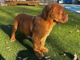 Chiot femelle Dogue de Bordeaux à vendre