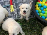 5 chiots Golden Retrievers mâles blancs à vendre (LOF)