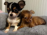 Mâles Chihuahua à vendre