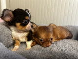 Mâles Chihuahua à vendre