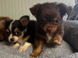 Mâles Chihuahua à vendre