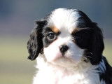 Des chiots Cavaliers King Charles LOF disponibles &agrave; la vente
