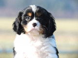 Des chiots Cavaliers King Charles LOF disponibles &agrave; la vente
