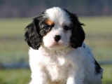 Des chiots Cavaliers King Charles LOF disponibles &agrave; la vente