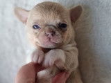 À réserver : 4 chiots Chihuahuas LOF mâles