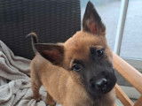 Disponibles à la vente : 5 chiots Bergers Belges Malinois LOF fauve charbonné