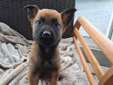 Disponibles à la vente : 5 chiots Bergers Belges Malinois LOF fauve charbonné