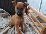 Disponibles à la vente : 5 chiots Bergers Belges Malinois LOF fauve charbonné