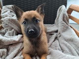 Disponibles à la vente : 5 chiots Bergers Belges Malinois LOF fauve charbonné