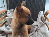 Disponibles à la vente : 5 chiots Bergers Belges Malinois LOF fauve charbonné