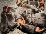 À réserver : 6 chiots Rottweilers noirs et feu (LOF)