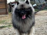 Chien Spitz-Loup de 2 ans LOF disponible pour une saillie