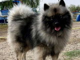 Chien Spitz-Loup de 2 ans LOF disponible pour une saillie
