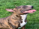 Mâle Bull Terrier Standard LOF disponible pour saillie