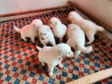 6 chiots Bergers Blancs Suisse LOF, de janvier 2024, à réserver