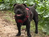 Tairo, mâle Staffie disponible pour saille