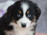 Chiot femelle Berger Américain Miniature tricolore disponible à l'achat