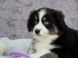 Chiot femelle Berger Américain Miniature tricolore disponible à l'achat