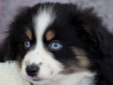 Chiot femelle Berger Américain Miniature tricolore disponible à l'achat