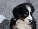Chiot femelle Berger Américain Miniature tricolore disponible à l'achat