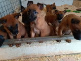 9 chiots Malinois LOF fauve charbonn&eacute; &agrave; r&eacute;server