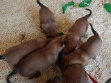 9 chiots Malinois LOF fauve charbonn&eacute; &agrave; r&eacute;server