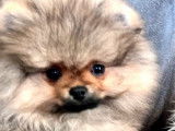 3 chiots Spitz Nains à vendre