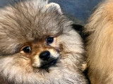 3 chiots Spitz Nains à vendre