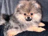 3 chiots Spitz Nains à vendre