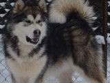 2 chiots Malamutes d'Alaska LOF
