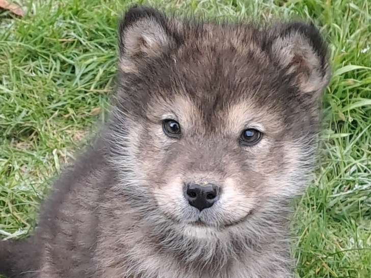 2 chiots Malamutes d'Alaska LOF