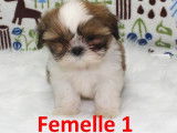 3 chiots Shih Tzu LOF disponibles à la réservation
