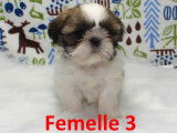 3 chiots Shih Tzu LOF disponibles à la réservation