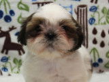 3 chiots Shih Tzu LOF disponibles à la réservation