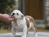 Chiot mâle Bulldog Anglais fauve et blanc LOF à vendre